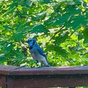 Meet your Posher, Joppa